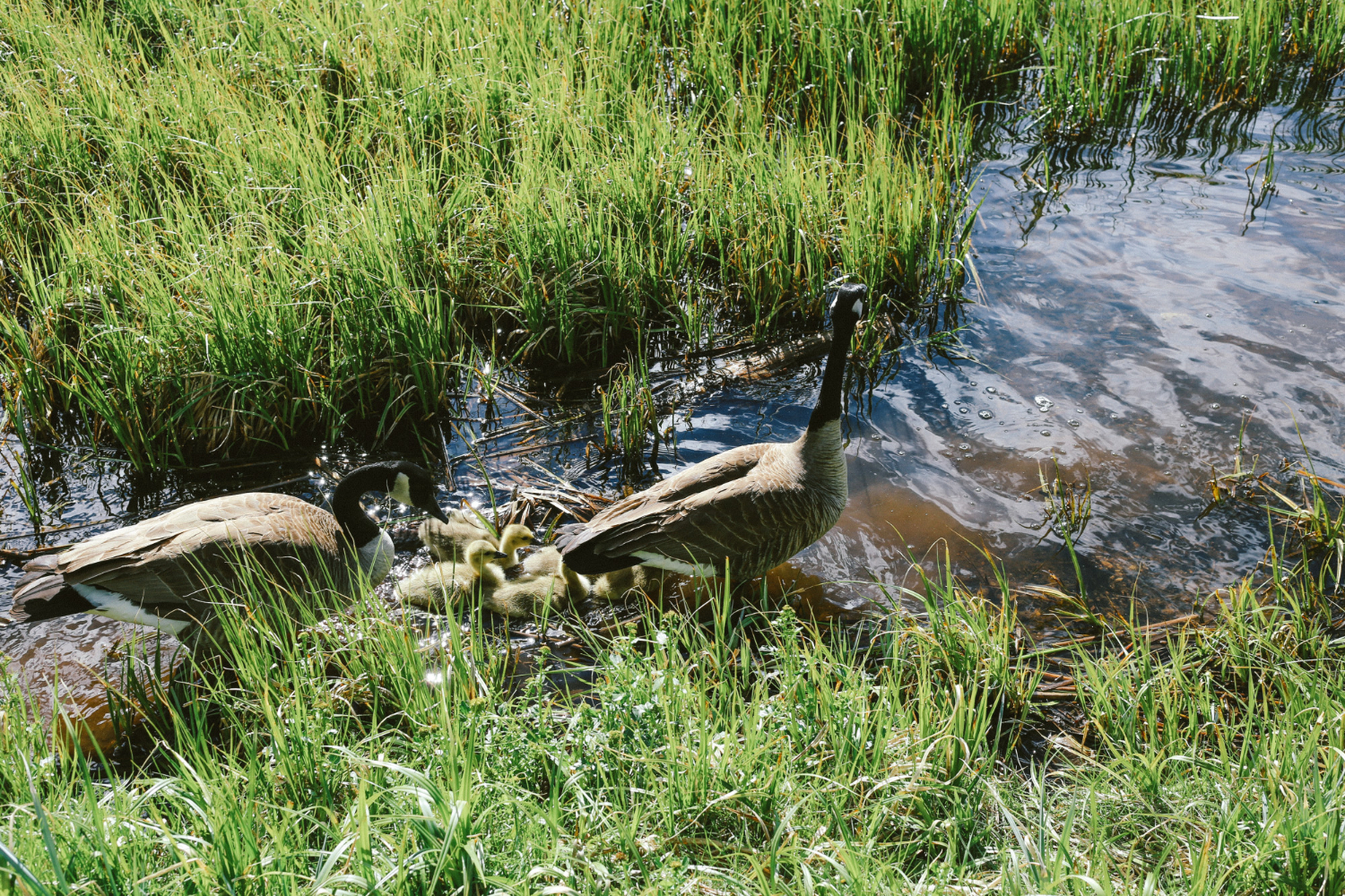 Loi biodiversité : « Une rivière est en soi un écosystème digne de protection »
